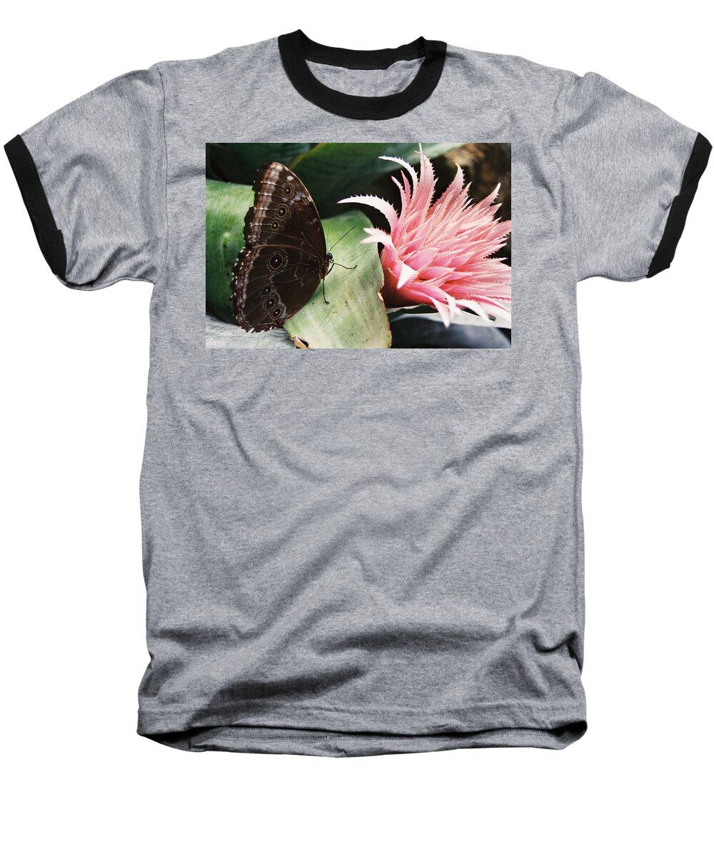 Butterfly Baseball T-Shirt featuring the photograph Grey Pansy Pink Bromeliad by Ric Bascobert