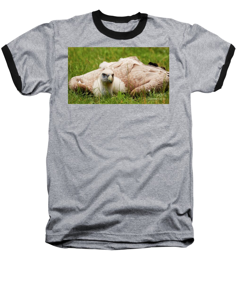 Griffon Baseball T-Shirt featuring the photograph Griffon vulture by Nick Biemans
