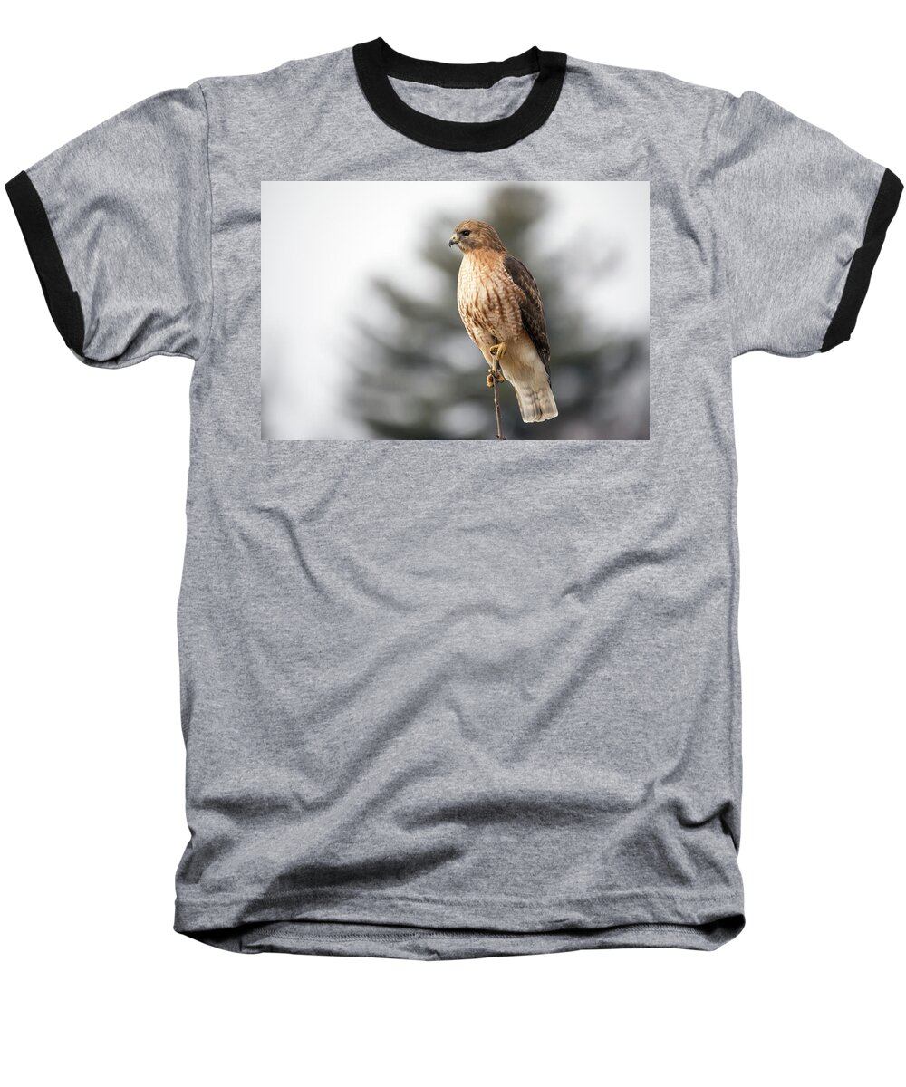 Hal Hybrid Hawk Redtail Redshould Redshouldered Red-shoulder Red-tail X Bird Rare Ornithology Outside Outdoors Natural Wild Wildlife Nature Boylston West W Westboylston Ma Mass Massachusetts Brian Hale Brianhalephoto Newengland New England Posing Portrait Sky Tree Baseball T-Shirt featuring the photograph Hal the Hybrid Portrait 1 by Brian Hale