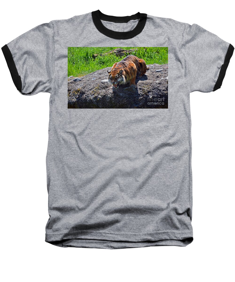 Sumatran Baseball T-Shirt featuring the photograph Hangry by Frank Larkin