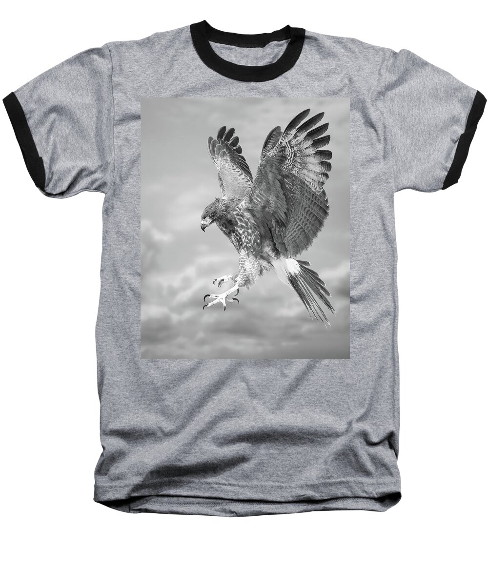 Bird Baseball T-Shirt featuring the photograph Harris's hawk by Bruce Bonnett