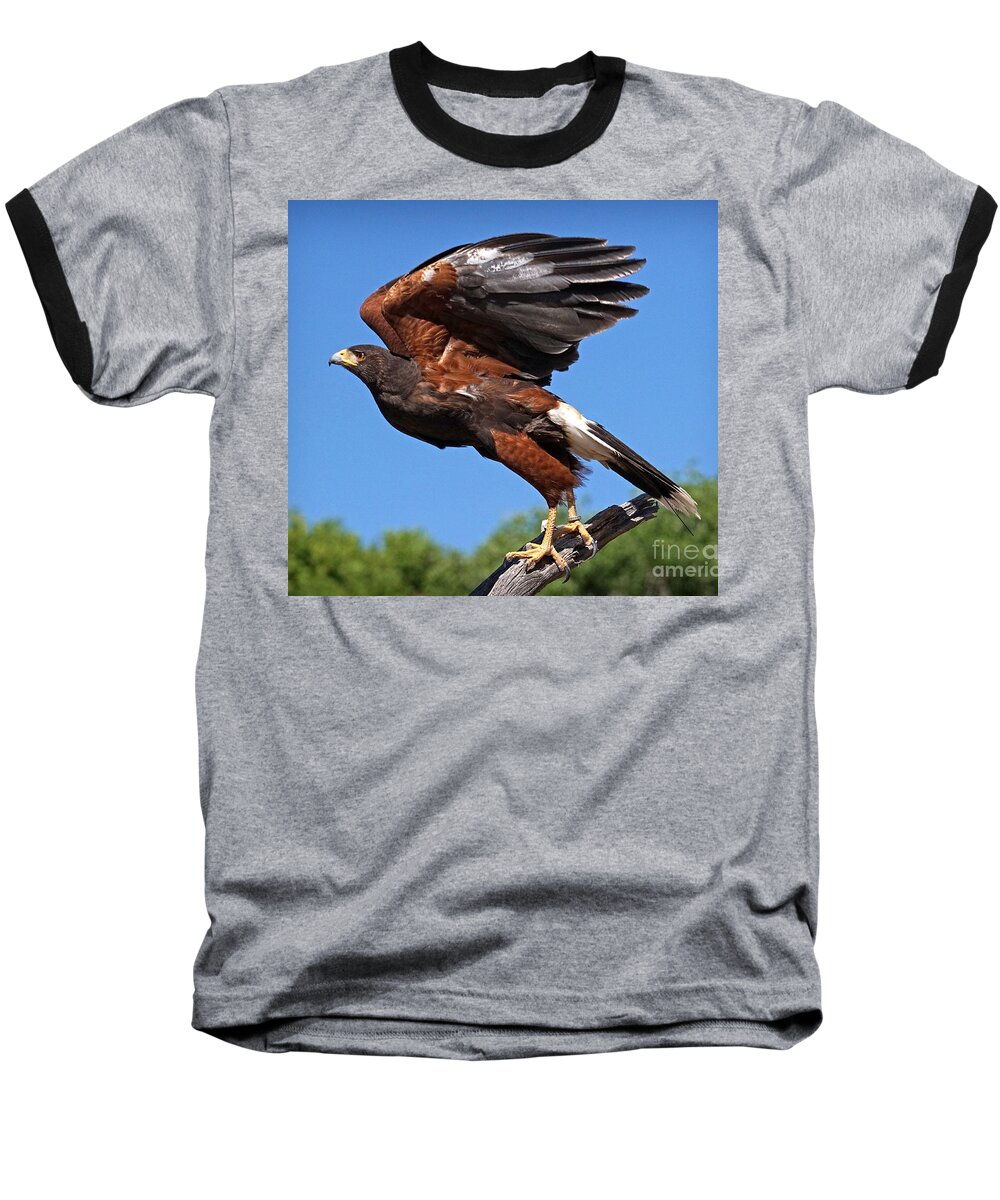 Harris's Hawk Baseball T-Shirt featuring the photograph Harris's Hawk by Martin Konopacki