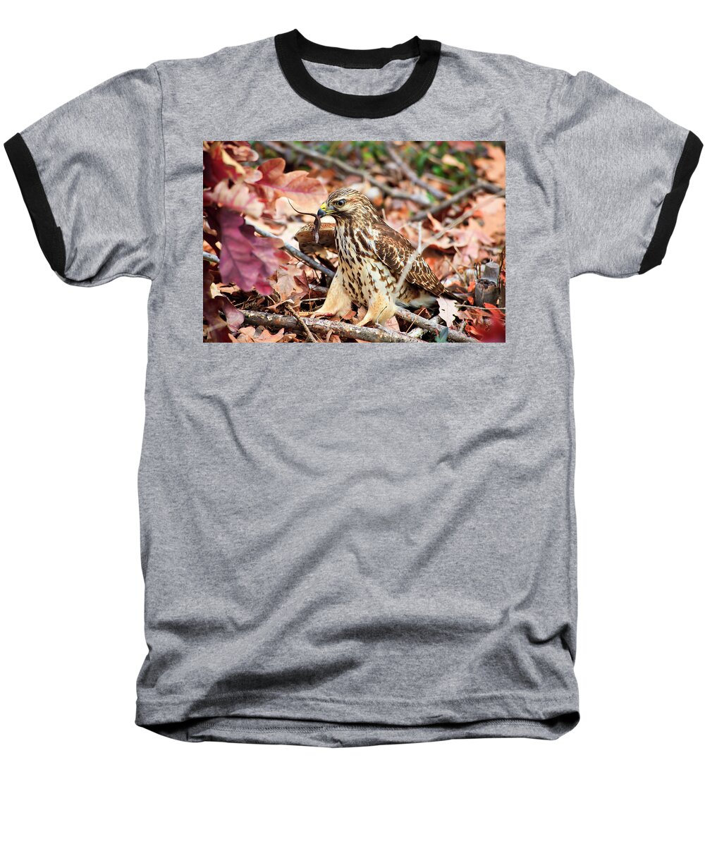Red Baseball T-Shirt featuring the photograph Hawk Catches Prey by Jill Lang
