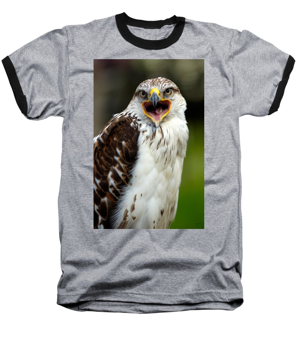 Hawk Baseball T-Shirt featuring the photograph Hawk by Doug Gibbons
