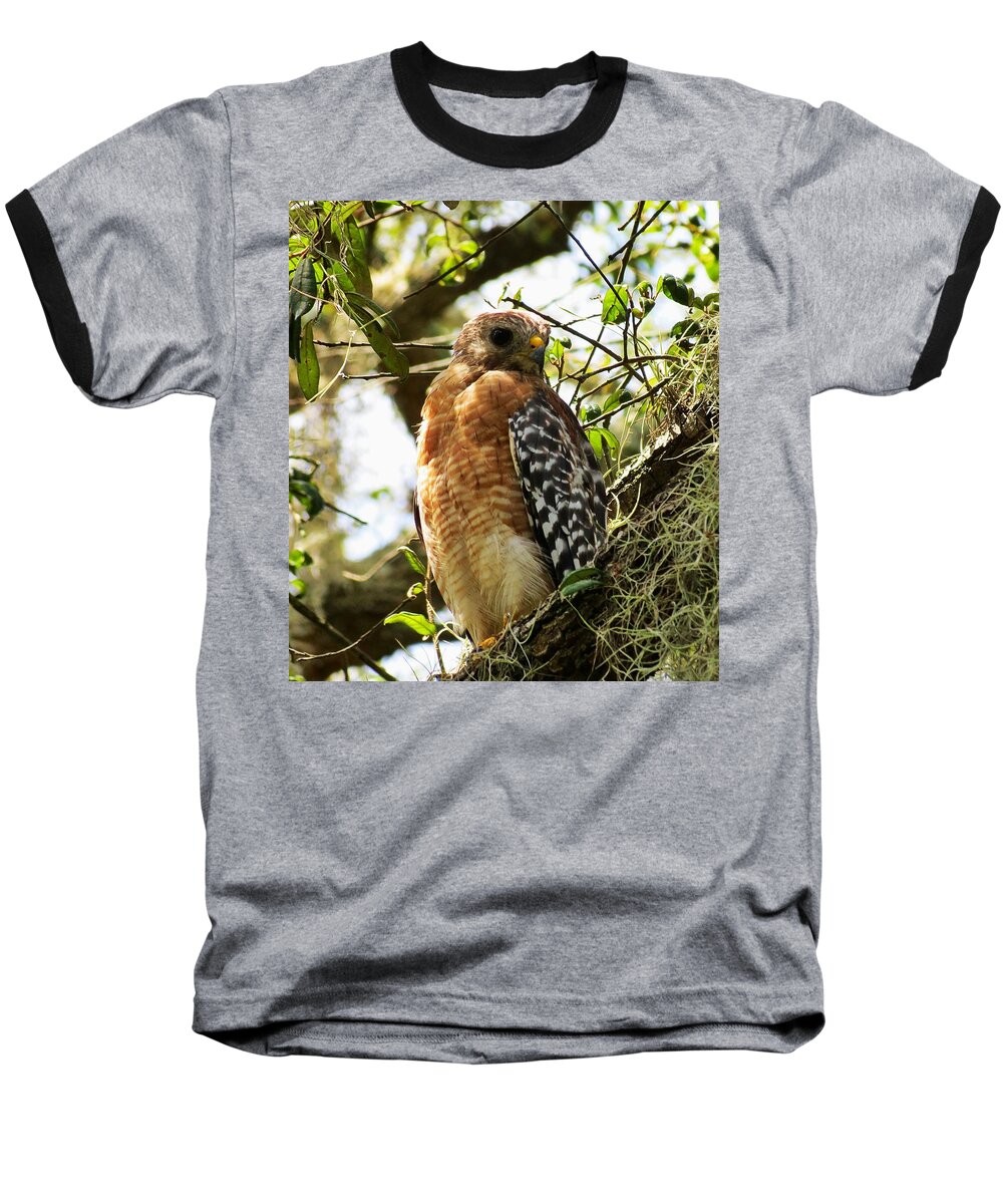 Birds Of Prey Baseball T-Shirt featuring the photograph Hawk taking a rest on a tree in Lakeland Florida by Adrian De Leon Art and Photography