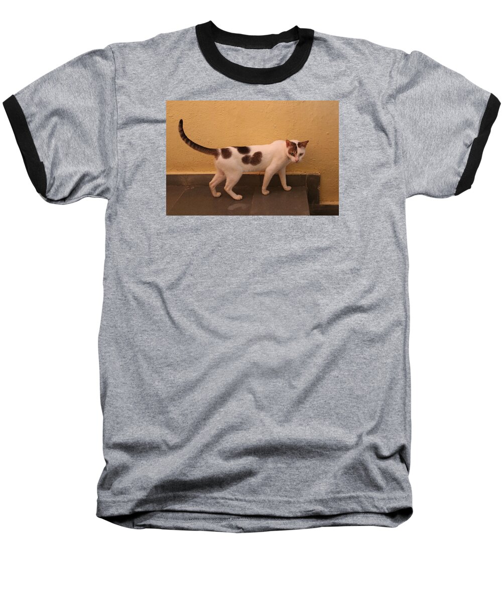 Cat Baseball T-Shirt featuring the photograph Heart Cat at Rosie's in Ganeshpuri by Jennifer Mazzucco