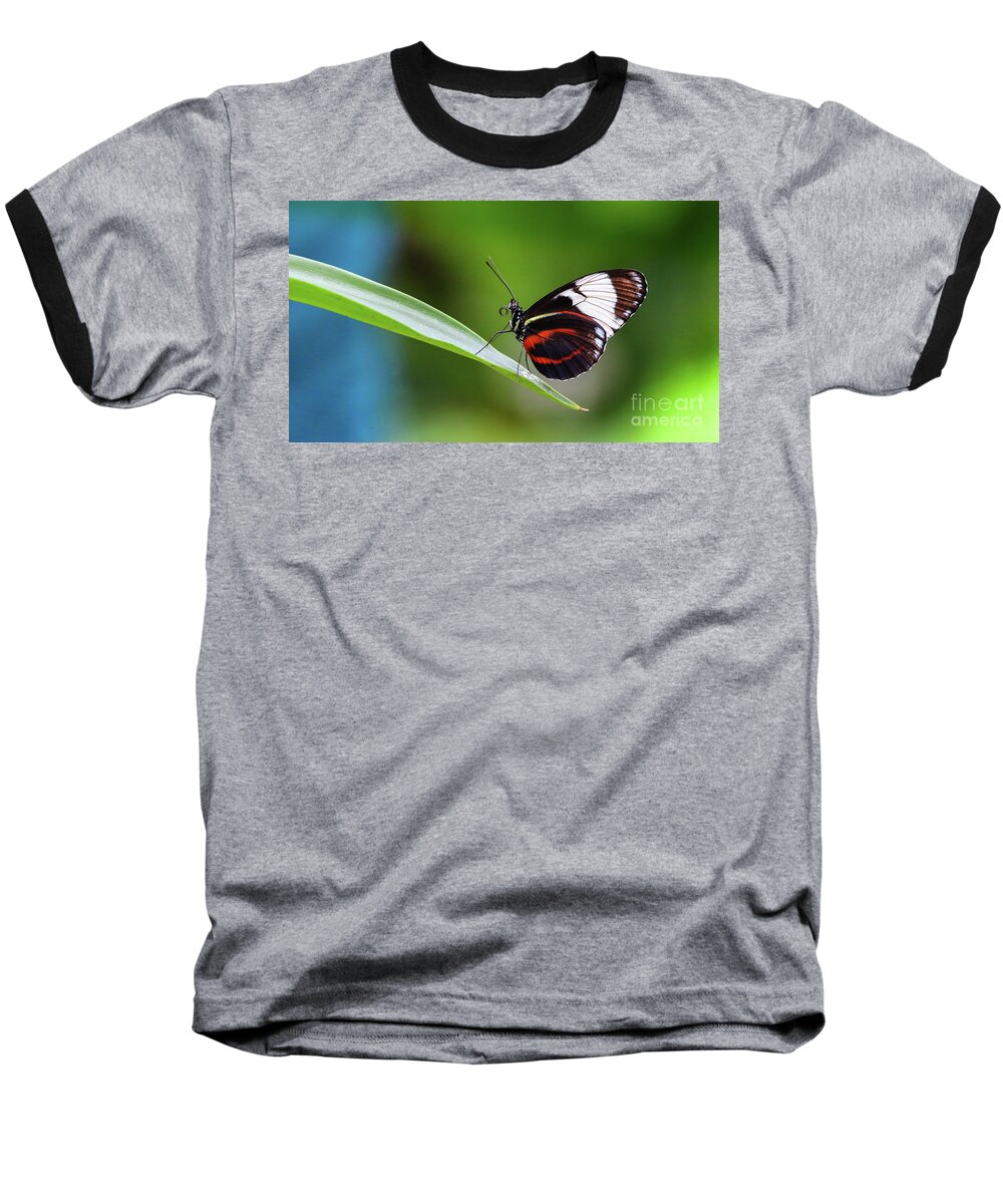 Butterfly Baseball T-Shirt featuring the photograph Heliconius by Franziskus Pfleghart