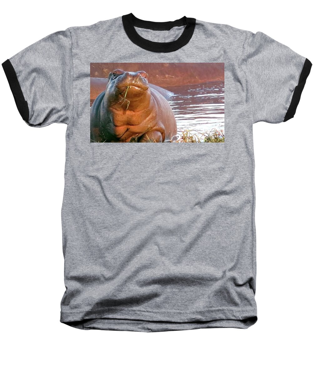 Hippo Baseball T-Shirt featuring the photograph Hippo Snacks by Jennifer Wheatley Wolf