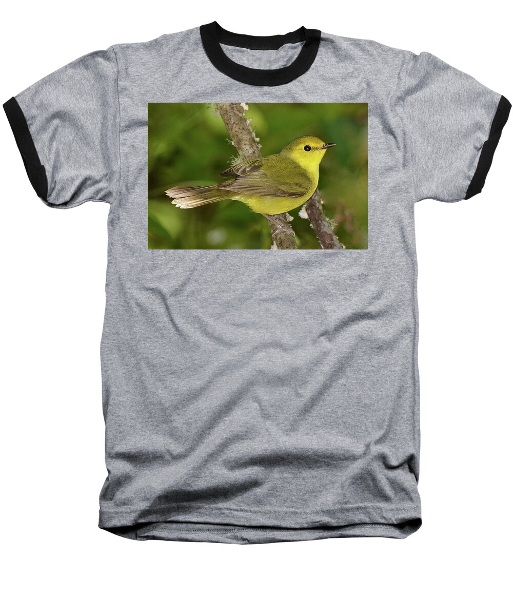 Bird Baseball T-Shirt featuring the photograph Hooded Warbler Female by Alan Lenk