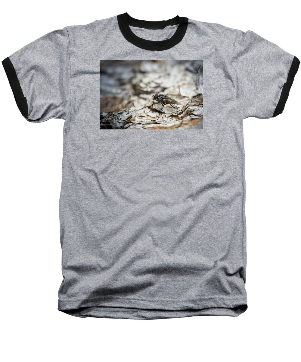 Fly Baseball T-Shirt featuring the photograph House Fly by Chevy Fleet