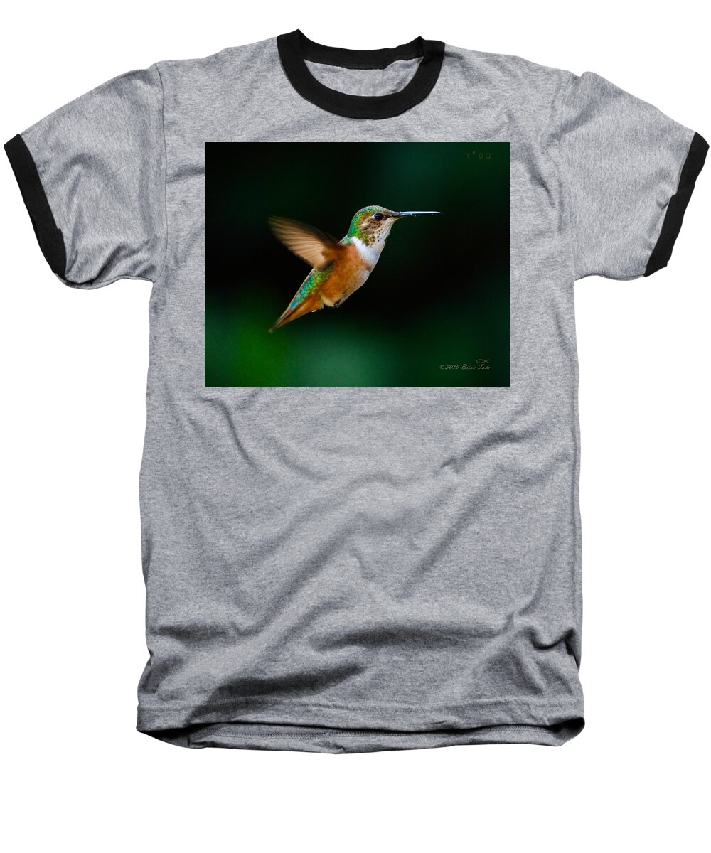 Allen's Hummingbird Baseball T-Shirt featuring the photograph Hovering Allen's Hummingbird by Brian Tada