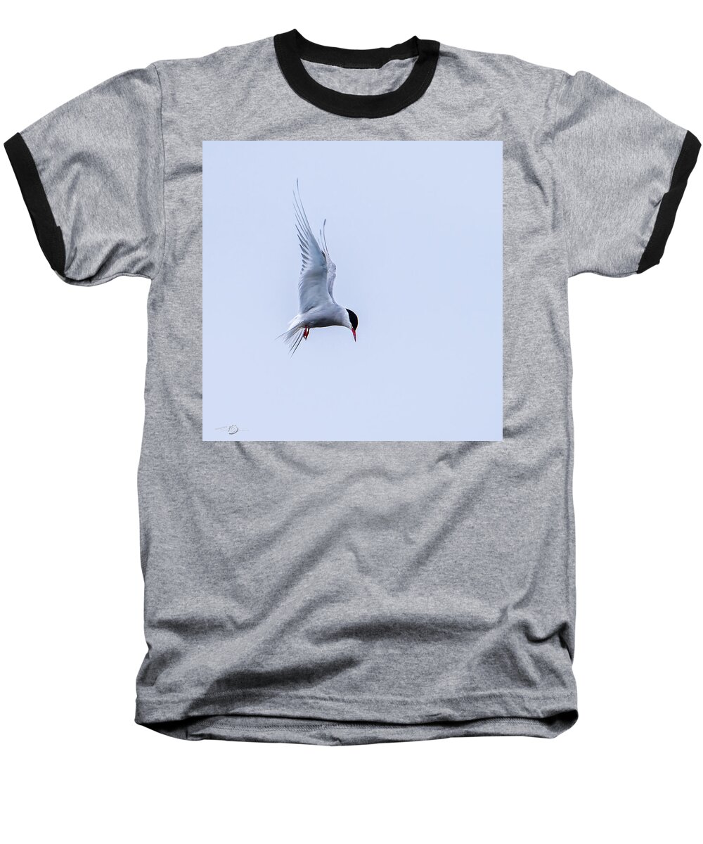 Hovering Arctric Tern Baseball T-Shirt featuring the photograph Hovering Arctic Tern by Torbjorn Swenelius
