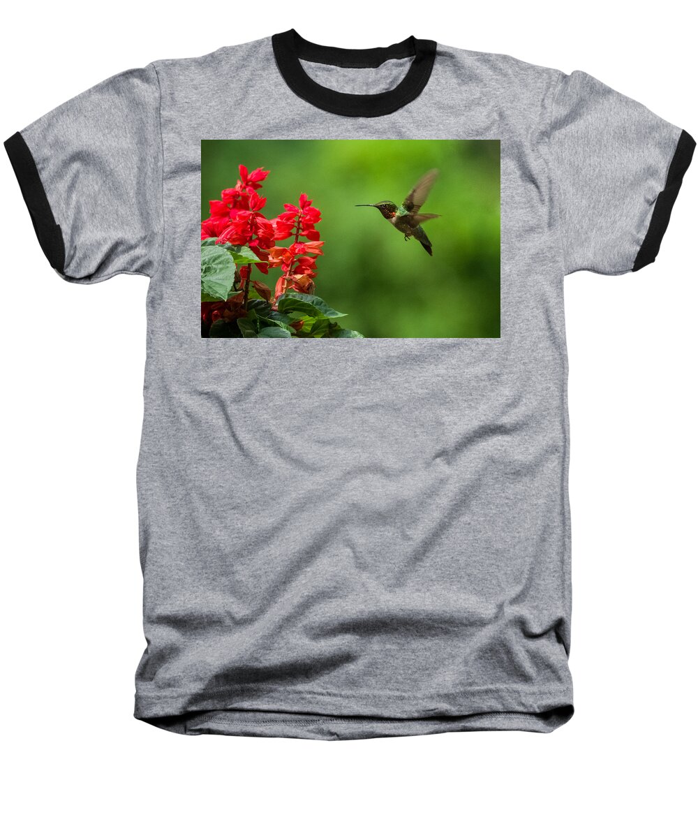Da* 300 Baseball T-Shirt featuring the photograph Hummingbird and Scarlet Sage by Lori Coleman