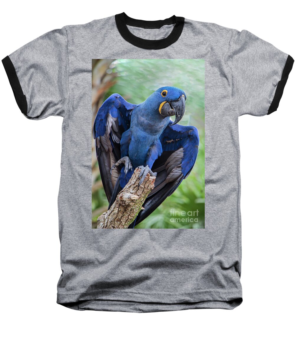 Macaw Baseball T-Shirt featuring the photograph Hyacinth Macaw by Jeff Breiman
