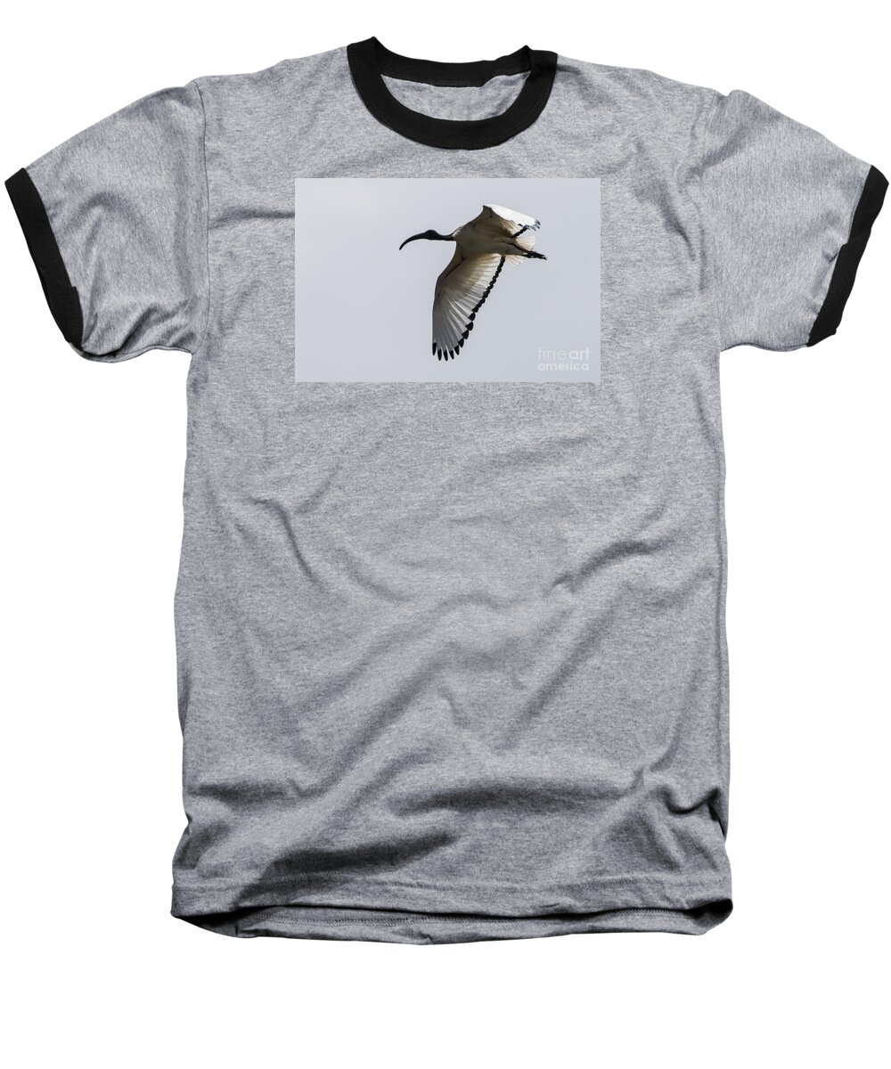 Flight Baseball T-Shirt featuring the photograph Ibis in Flight by Pravine Chester