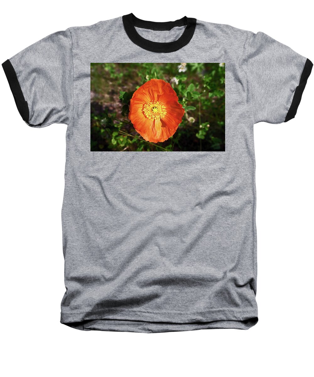 Iceland Poppy Baseball T-Shirt featuring the photograph Iceland poppy by Sally Weigand