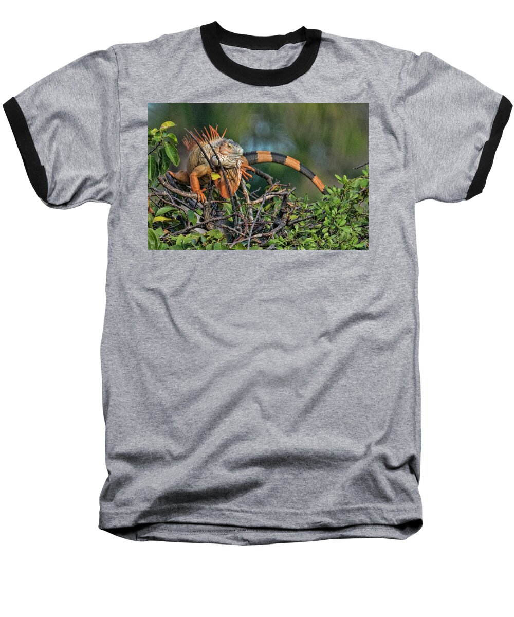 Iguana Baseball T-Shirt featuring the photograph Iggy by Don Durfee