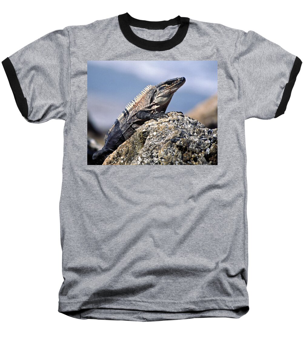 Iguana Baseball T-Shirt featuring the photograph Iguana by Sally Weigand