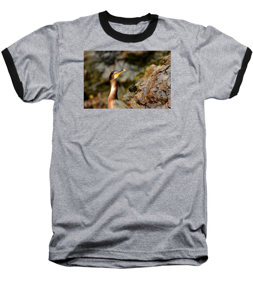 Wildlife Baseball T-Shirt featuring the photograph Immature Shag by Richard Patmore