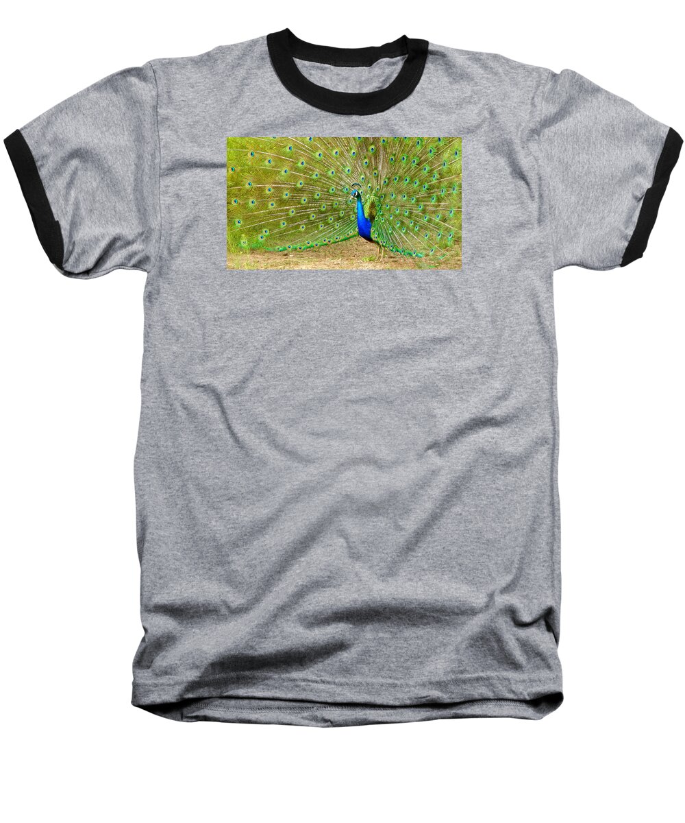 Photo Baseball T-Shirt featuring the photograph Indian Peacock by Dan Miller