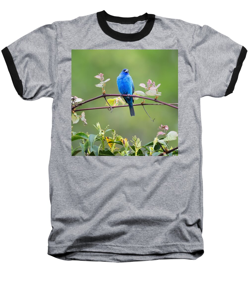 Square Baseball T-Shirt featuring the photograph Indigo Bunting Perched Square by Bill Wakeley