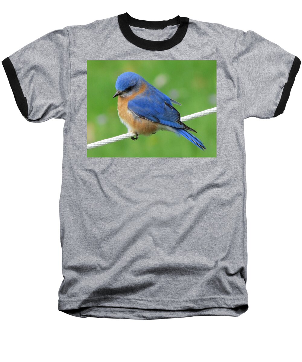 Blue Bird On White Clothes Line Baseball T-Shirt featuring the painting Intense Blue Bird by Betty Pieper