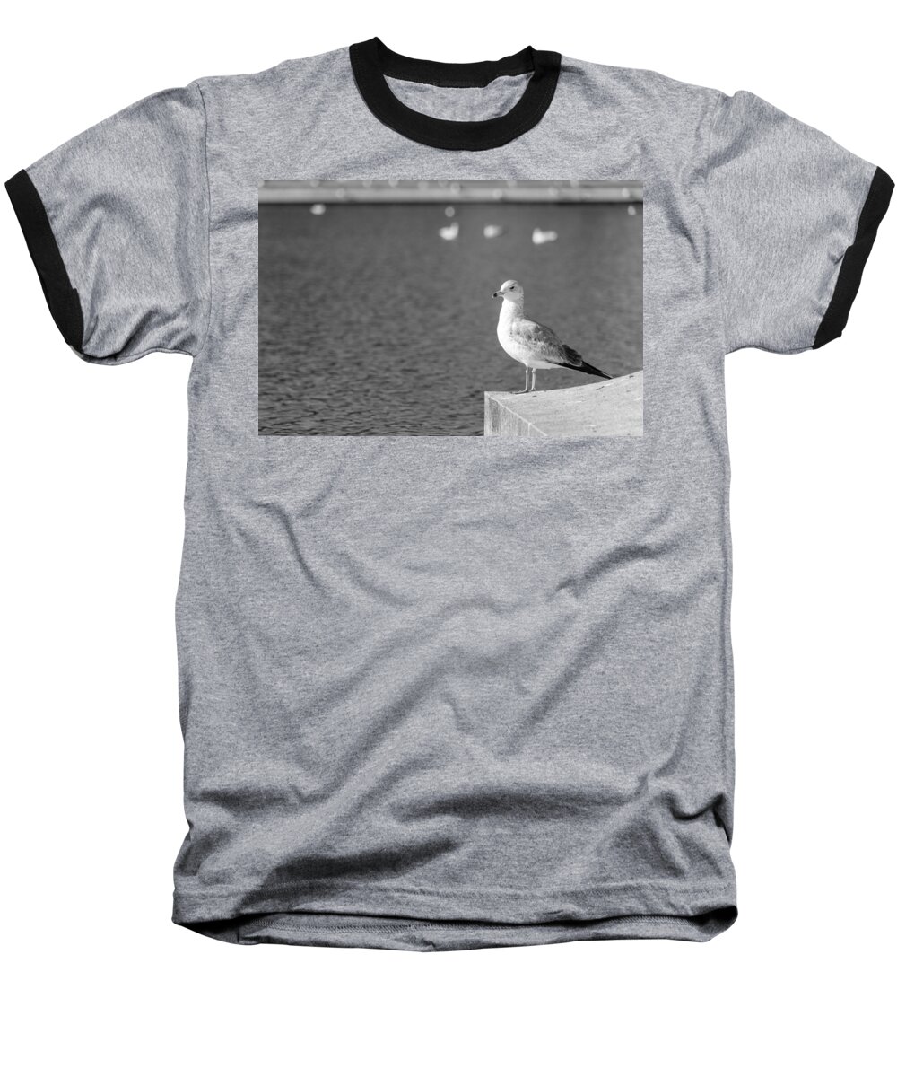 Washington Dc Baseball T-Shirt featuring the photograph Isolated Seagull by SR Green