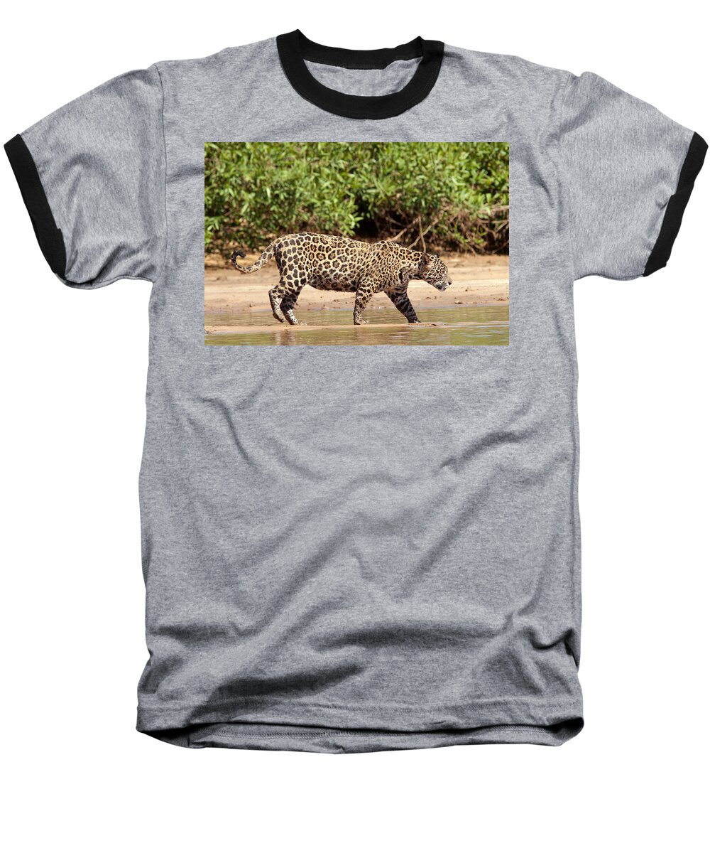 Jaguar Baseball T-Shirt featuring the photograph Jaguar Walking on a River Bank by Aivar Mikko