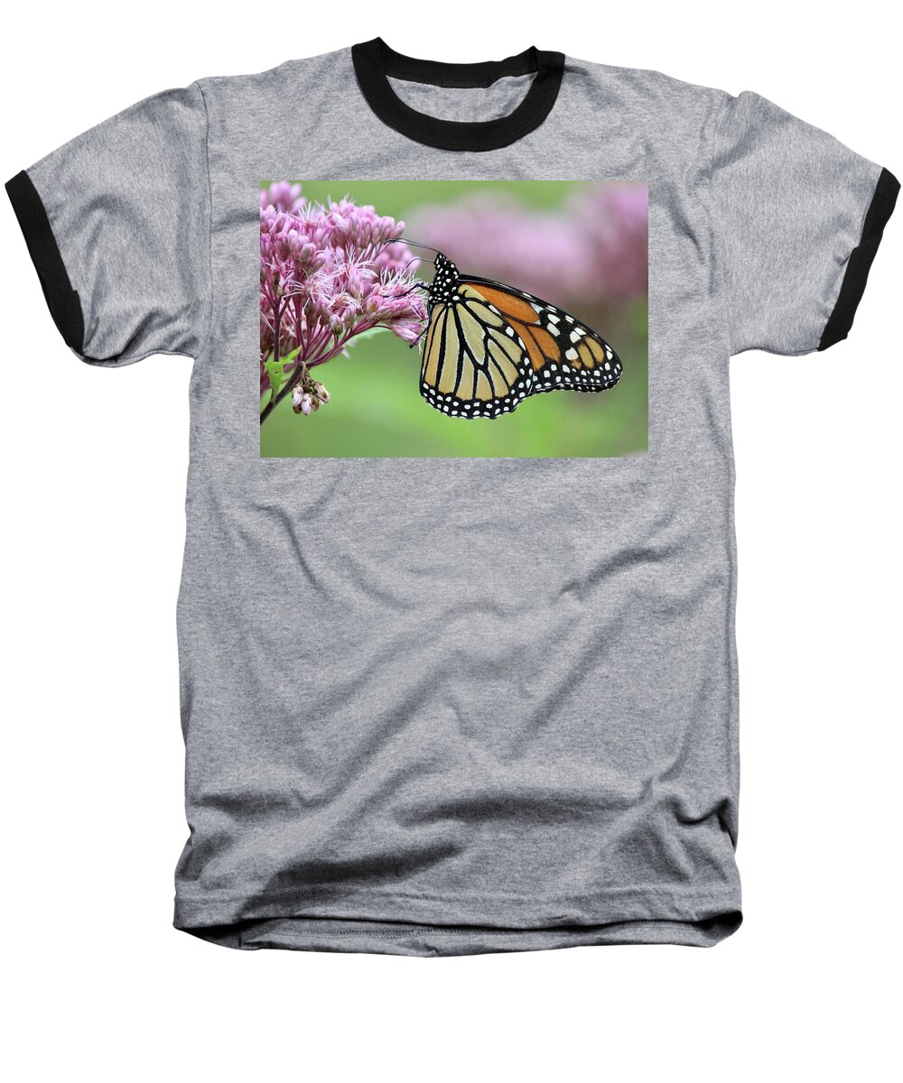 Butterfly Baseball T-Shirt featuring the photograph Joe-Pye and the Wanderer by David Pickett