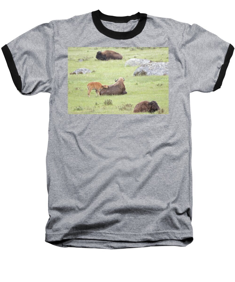 Bison Baseball T-Shirt featuring the photograph Just Resting My Eyes by Eilish Palmer