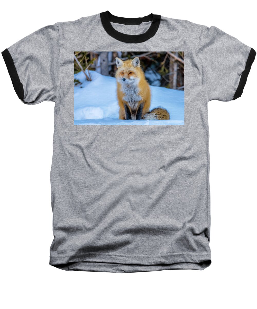 Red Fox Baseball T-Shirt featuring the photograph Just Watching by Yeates Photography
