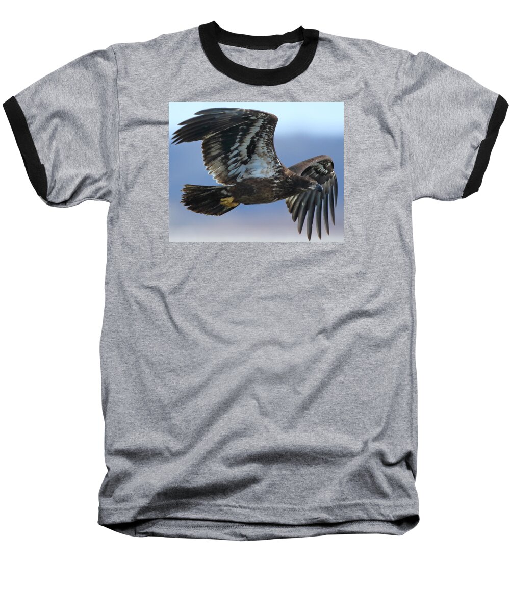 American Bald Eagle Baseball T-Shirt featuring the photograph Juvenile Bald Eagle by Coby Cooper