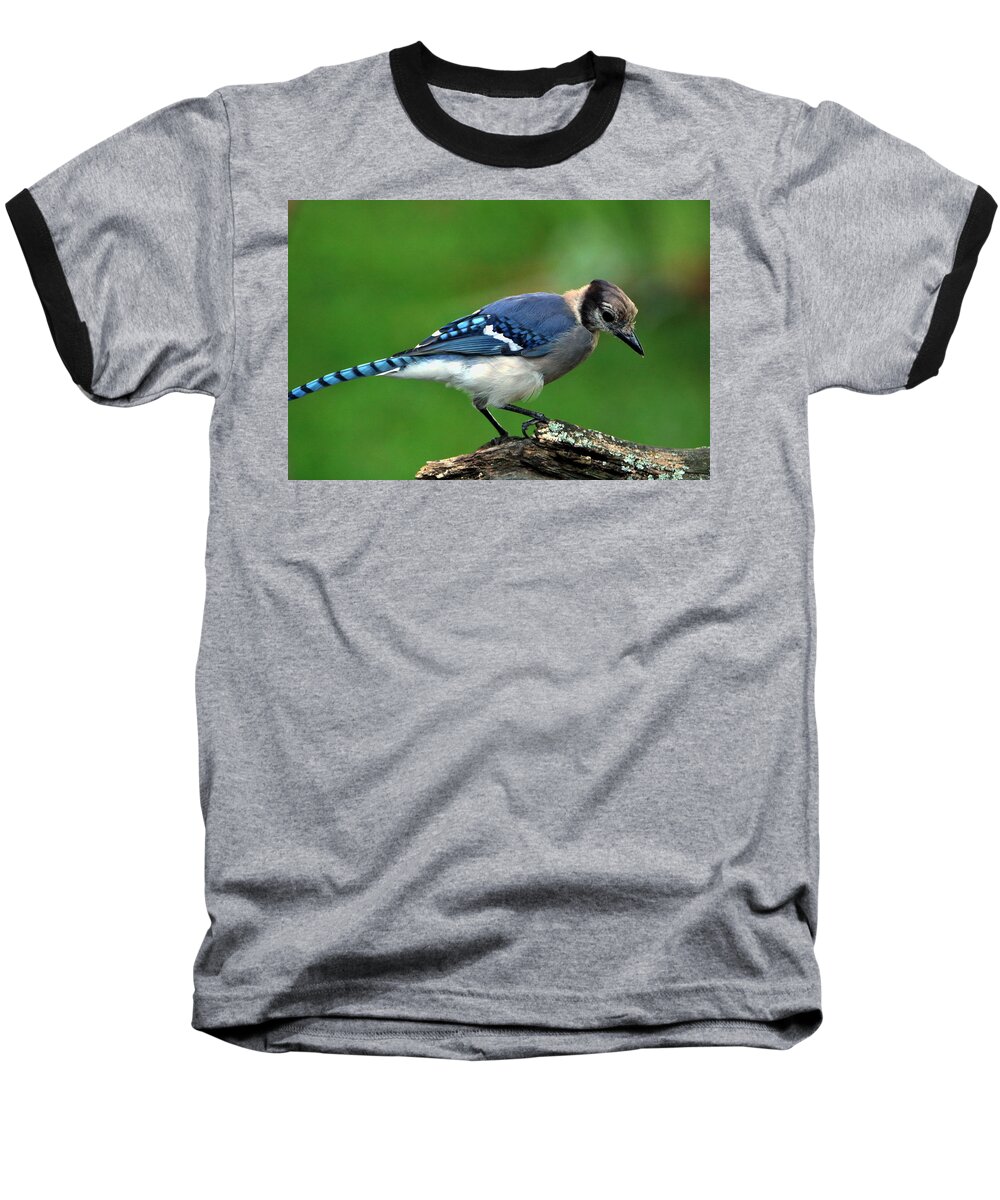 Nature Baseball T-Shirt featuring the photograph Juvenile Blue Jay by Sheila Brown