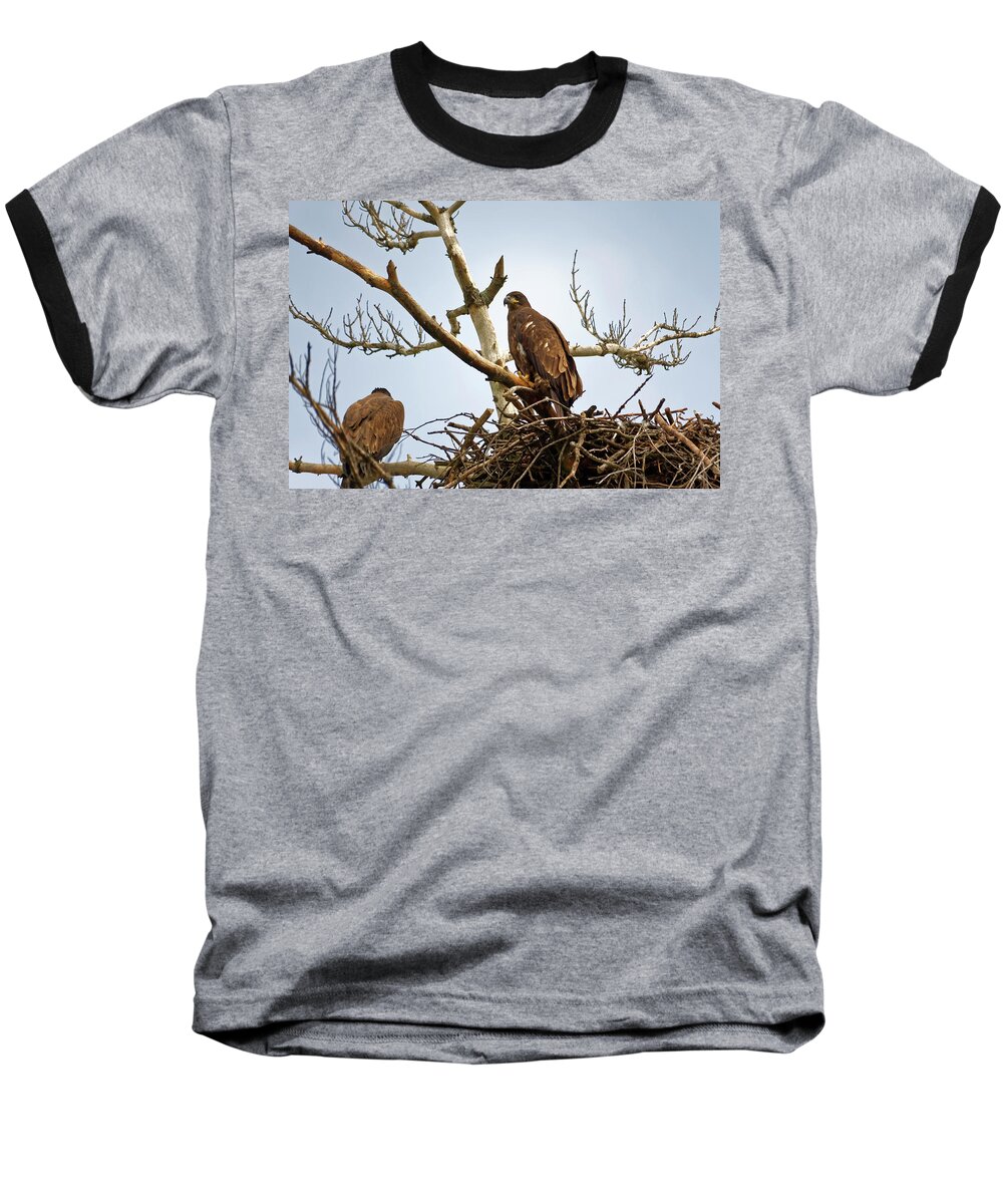 Bald Eagles Baseball T-Shirt featuring the photograph Juvenile Eagles by Peter Ponzio