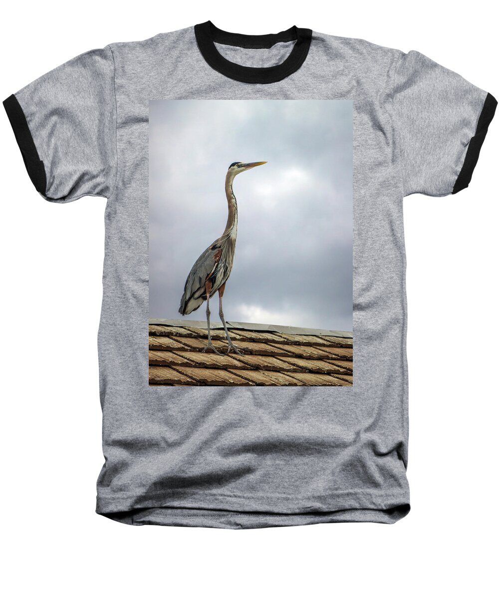 Animal Baseball T-Shirt featuring the photograph Keeping Watch by Ed Clark