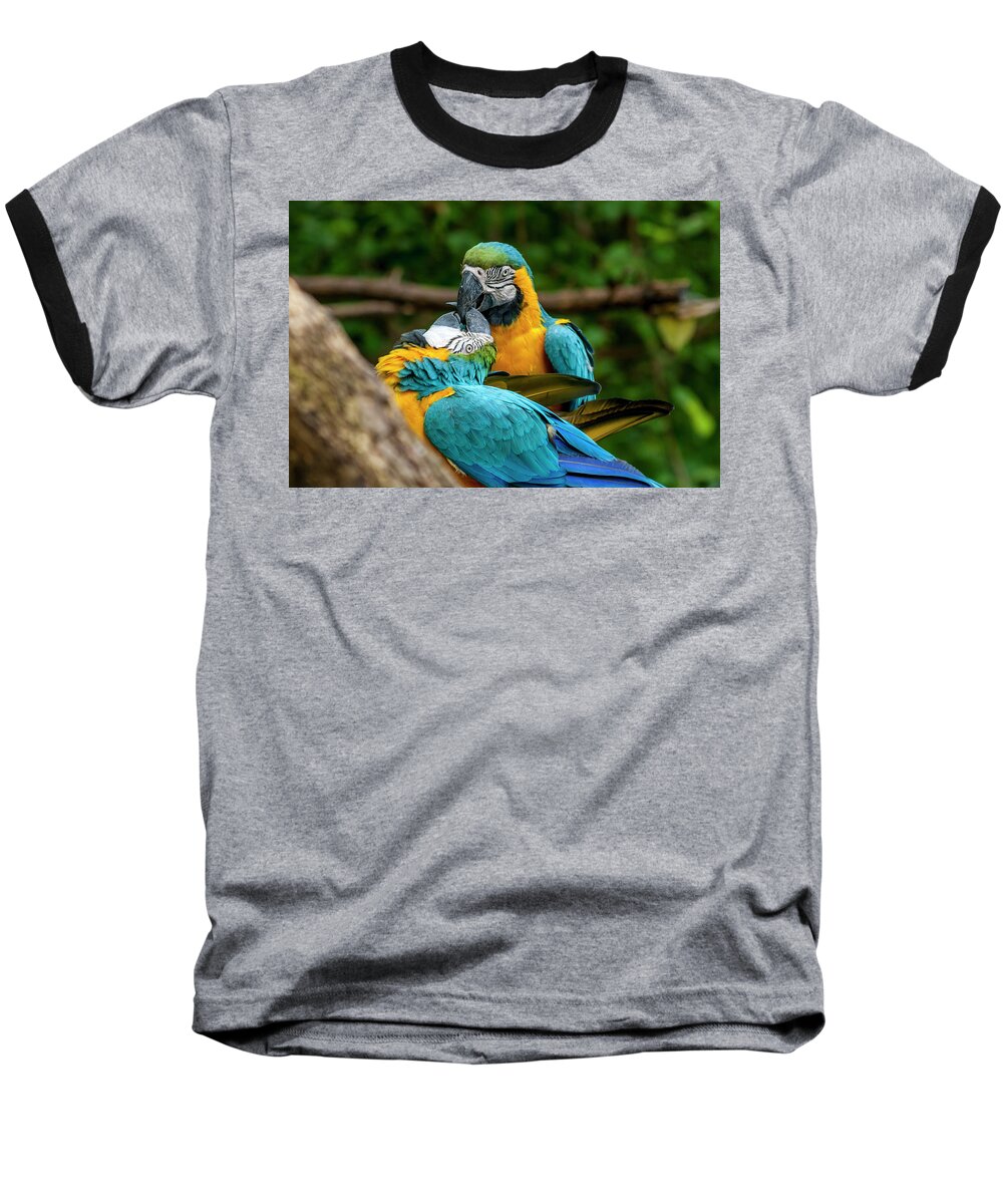 Birds Baseball T-Shirt featuring the photograph Kissing Parots by Daniel Murphy