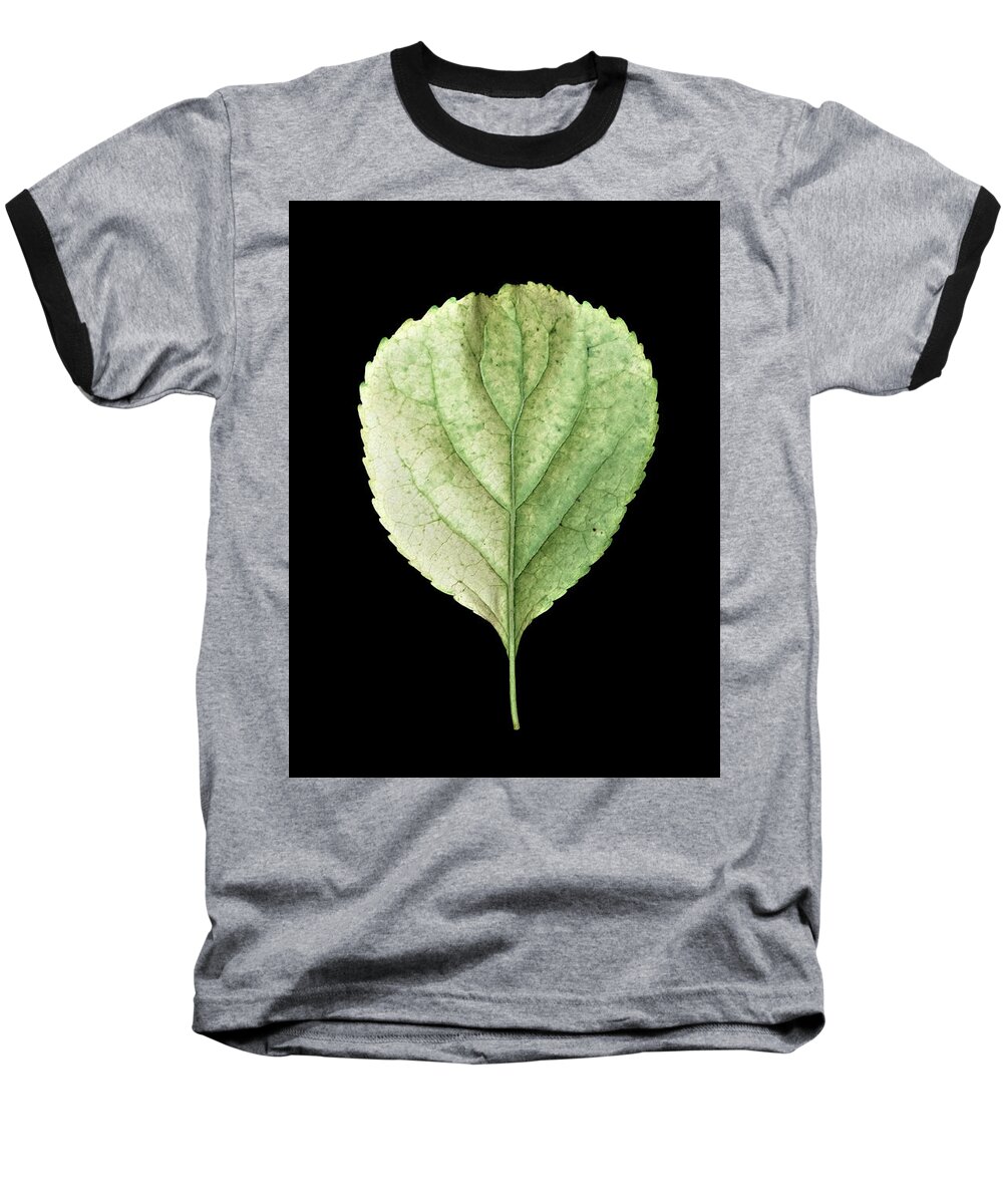 Leaves Baseball T-Shirt featuring the photograph Leaf 19 by David J Bookbinder