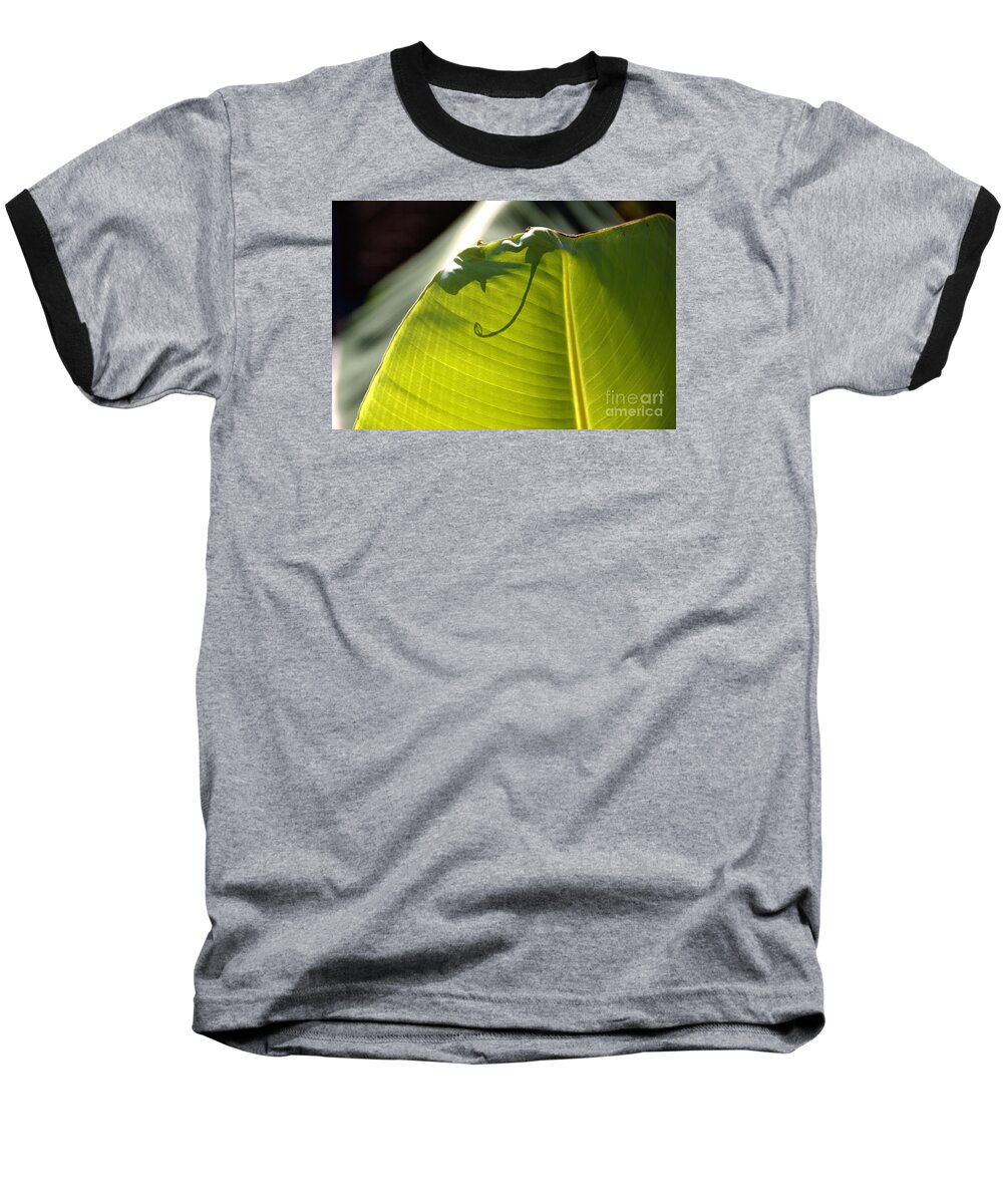 Leaf Baseball T-Shirt featuring the photograph Leaf with Nubbin and Curly Cue by David Frederick