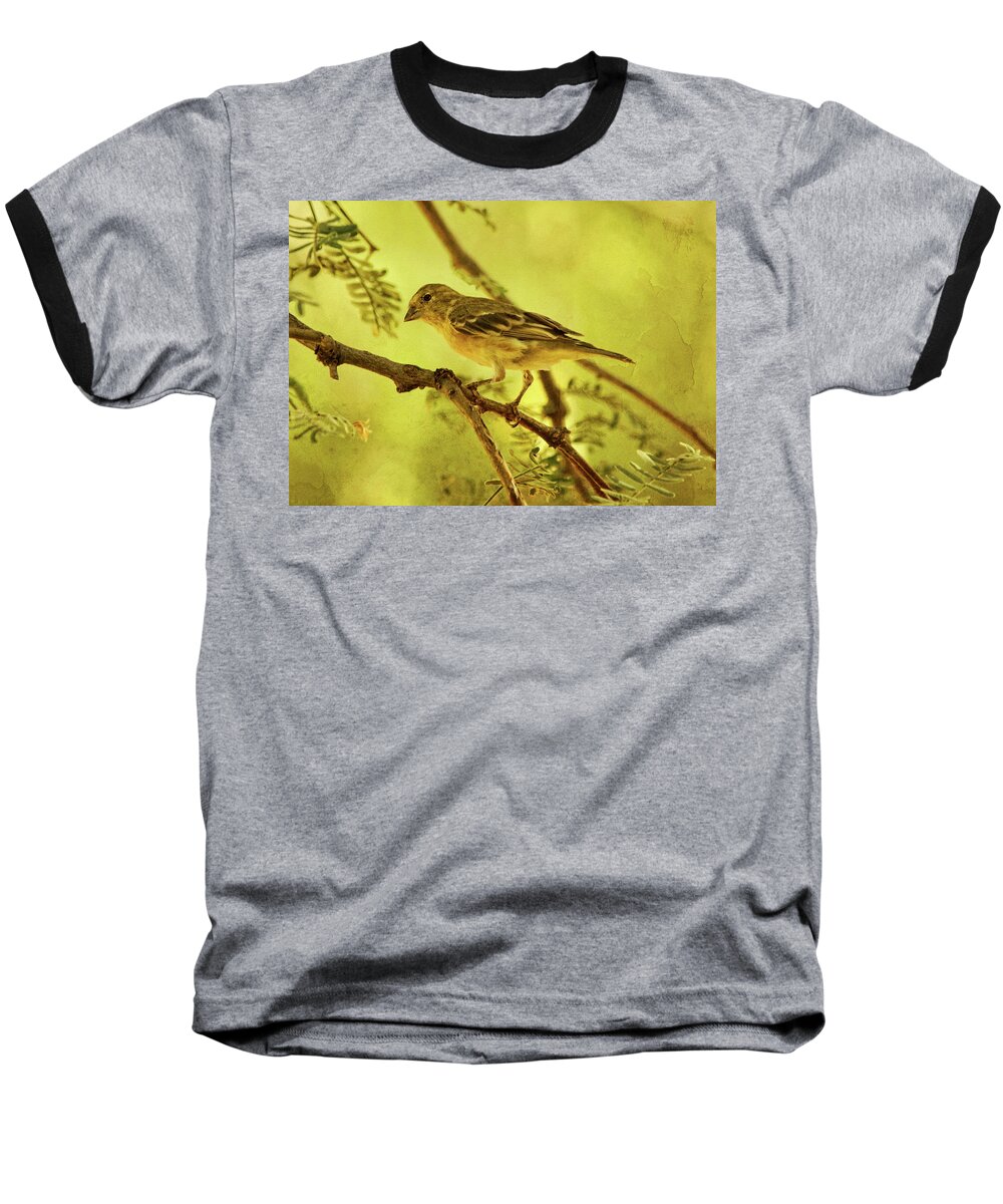 Lesser Goldfinch Baseball T-Shirt featuring the photograph Lesser Goldfinch on Acacia Limb txt by Theo O'Connor