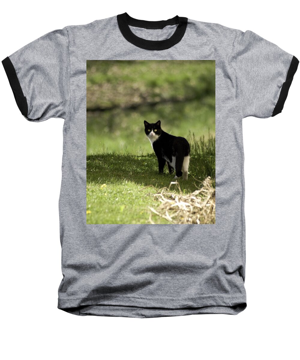 Cat Baseball T-Shirt featuring the photograph Lilly by Trish Tritz