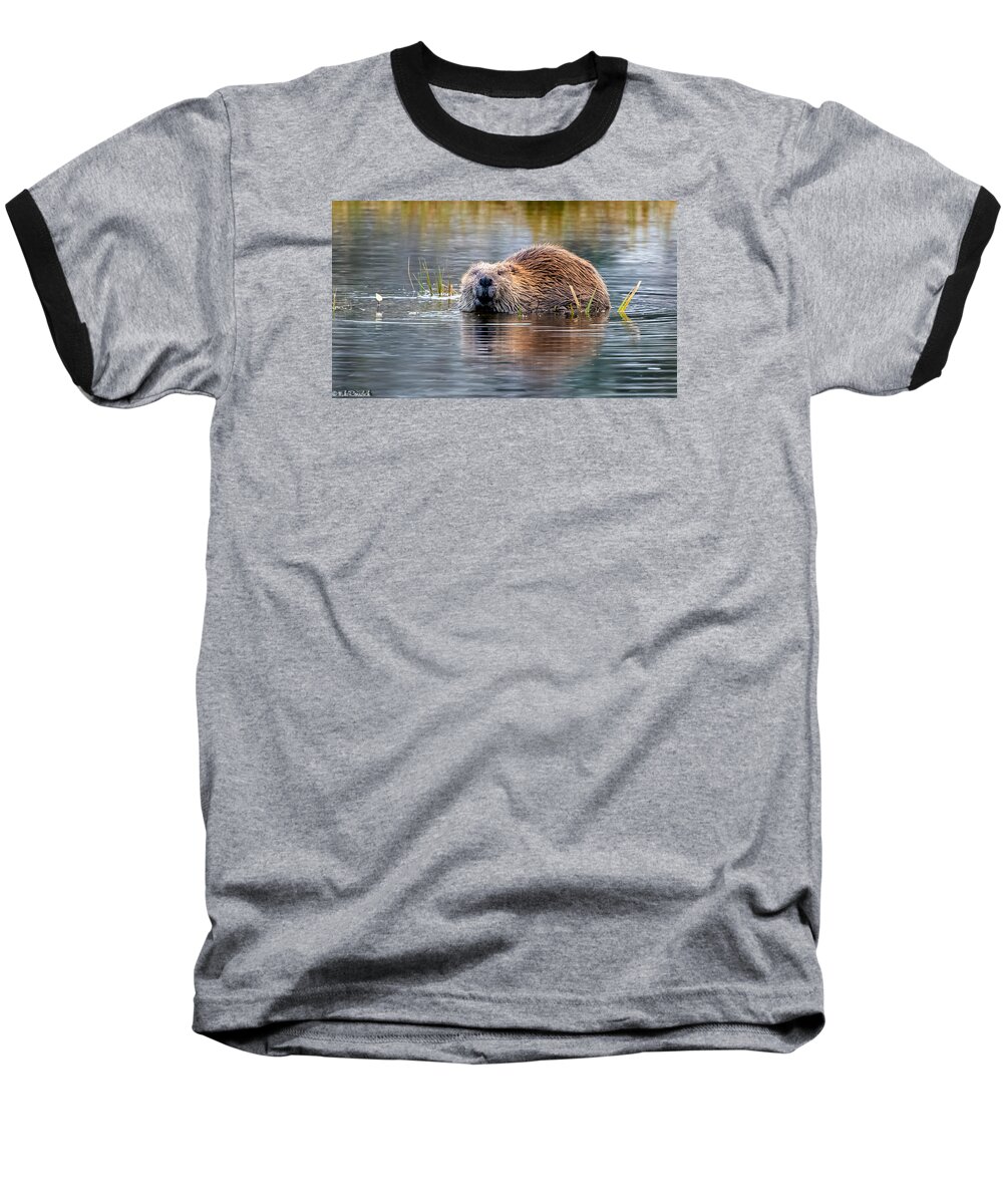 Beaver Baseball T-Shirt featuring the photograph Lily Lake Beaver by Mike Ronnebeck
