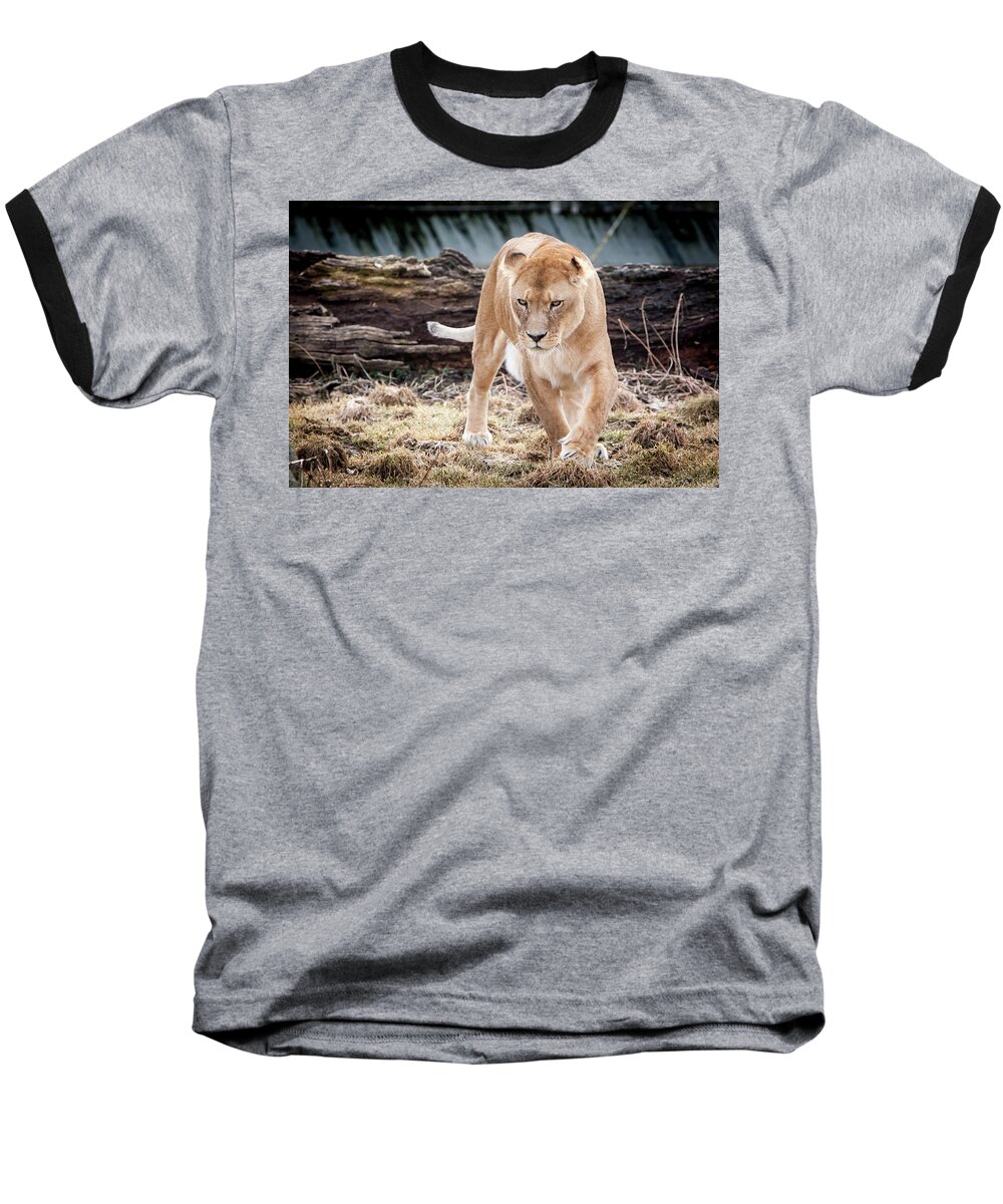 Germany Baseball T-Shirt featuring the photograph Lion Eyes by John Wadleigh