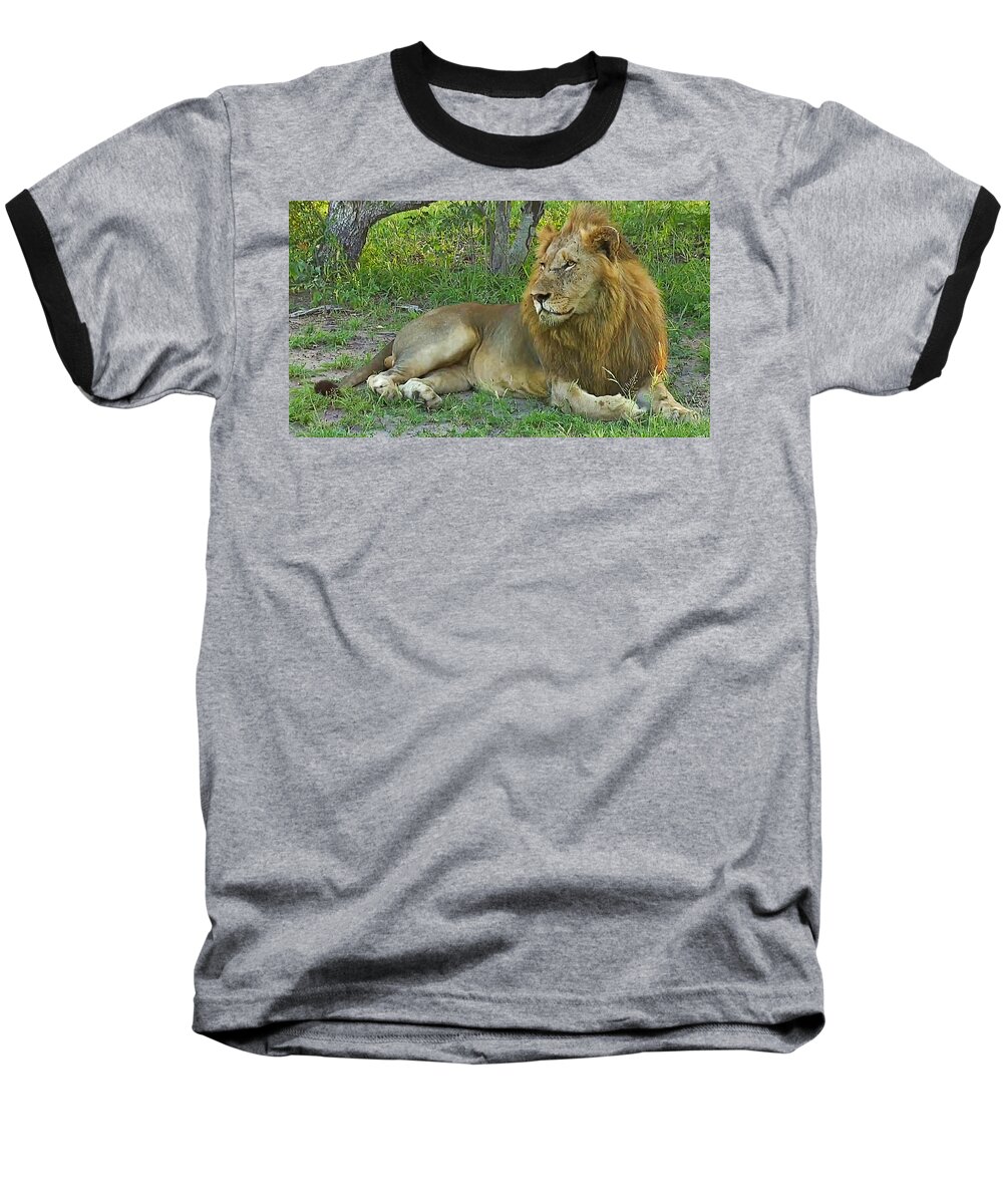 Lion Baseball T-Shirt featuring the photograph Lion by Gini Moore