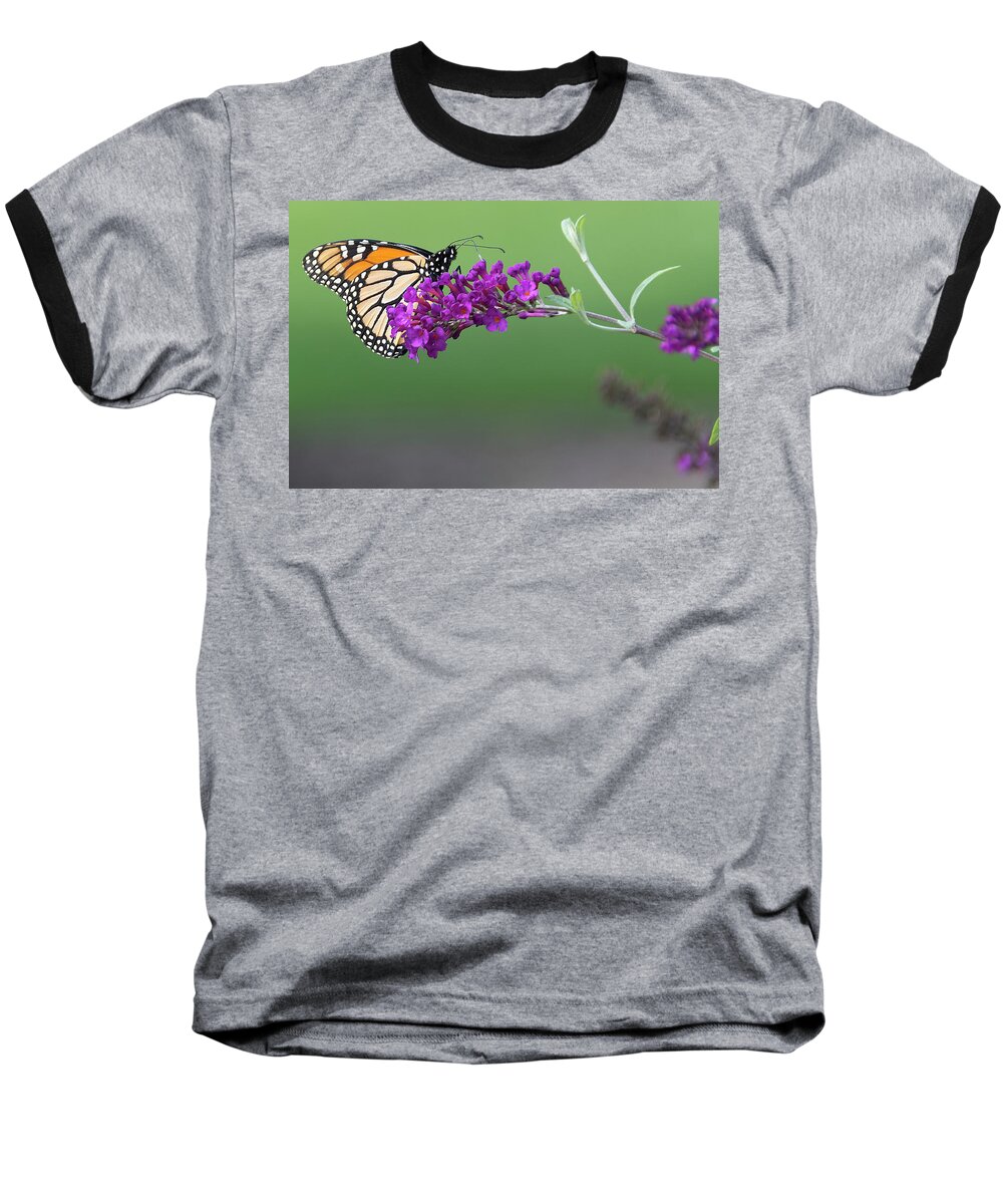 Butterfly Baseball T-Shirt featuring the photograph Little Wing by Angelo Marcialis