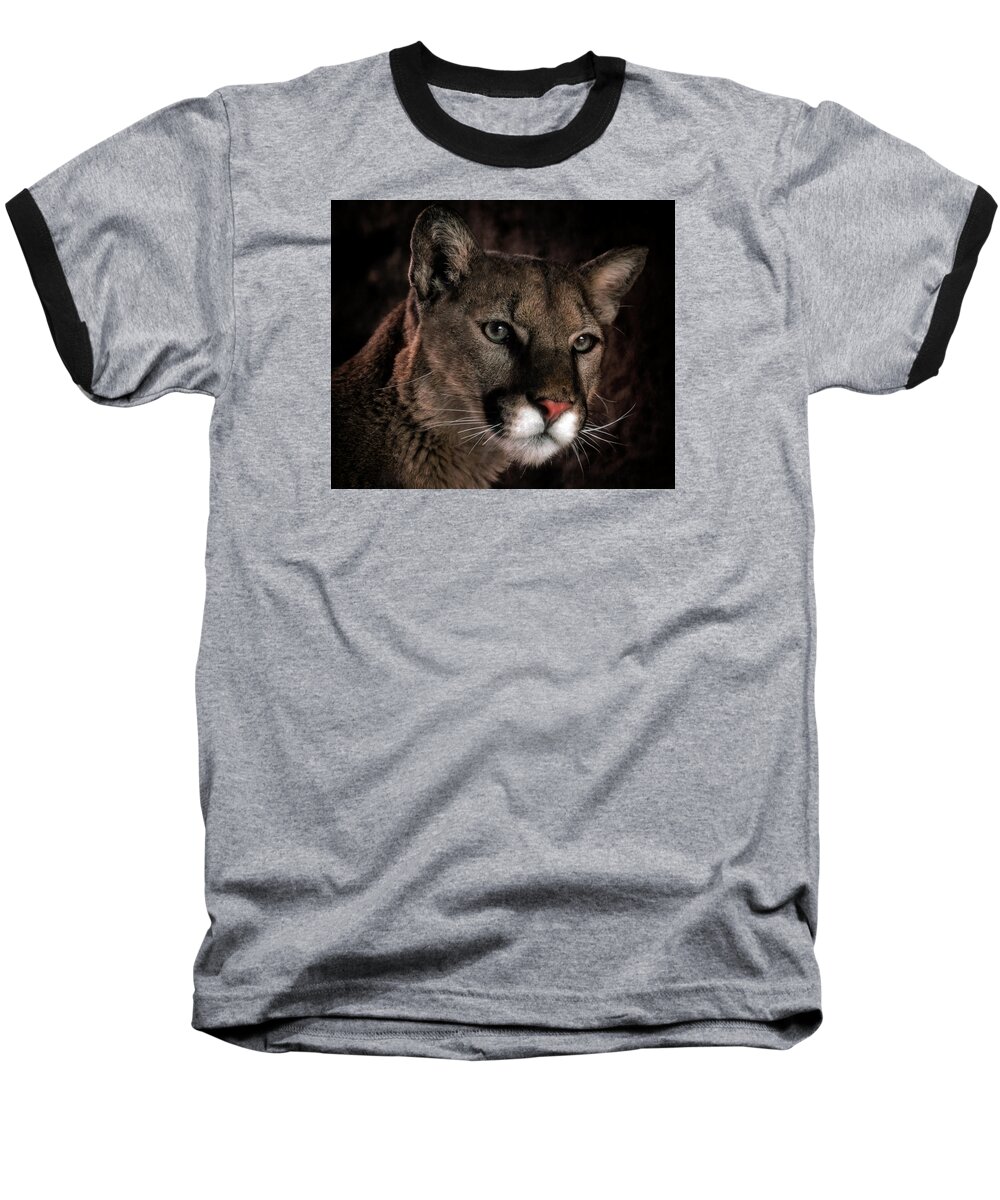 Mountain Lions Baseball T-Shirt featuring the photograph Locked Onto Prey by Elaine Malott
