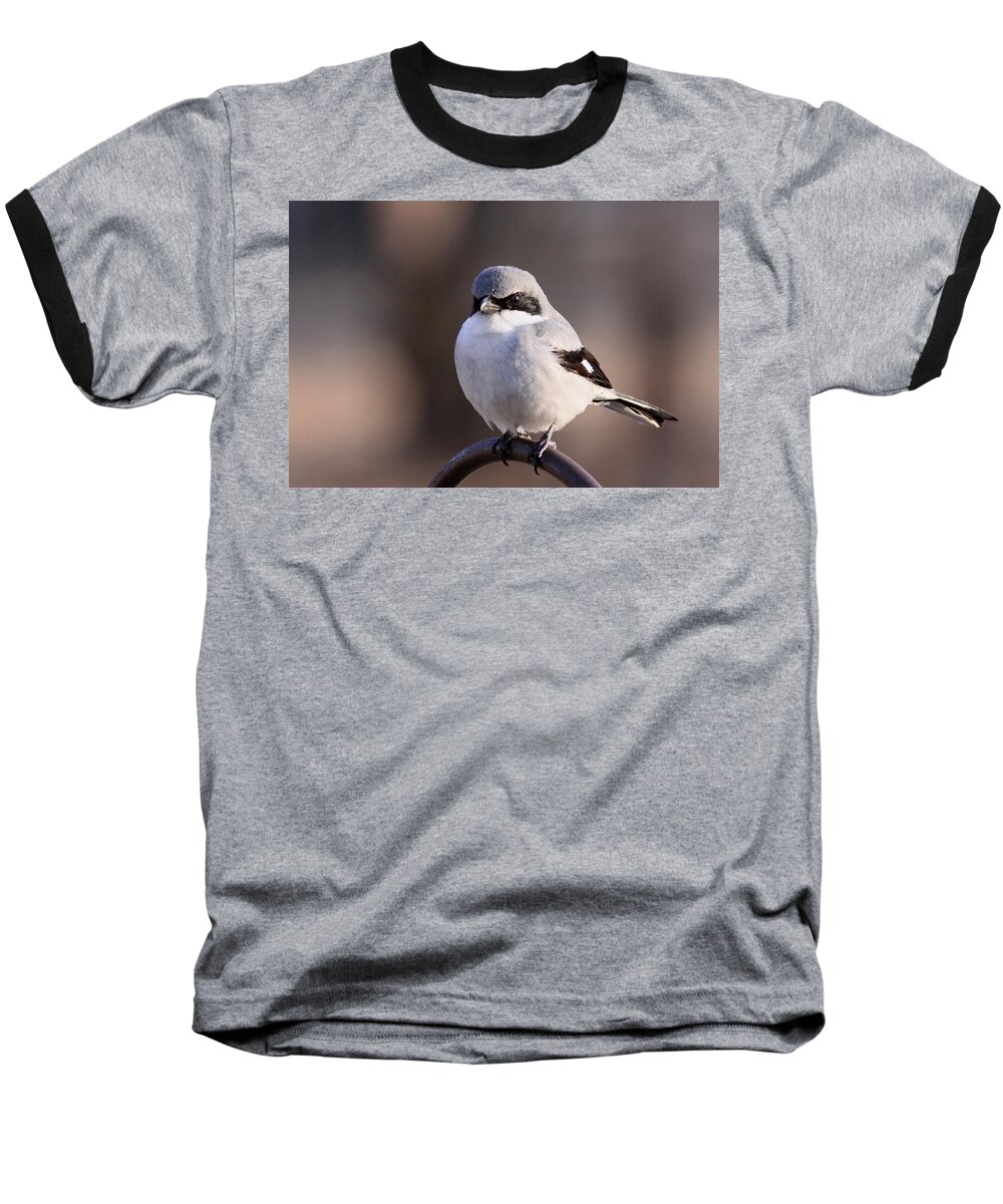 Shrike Baseball T-Shirt featuring the photograph Loggerhead Shrike - Smokey by Travis Truelove