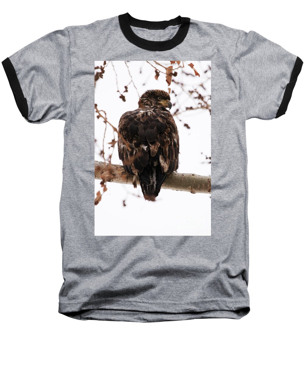 Eagle Baseball T-Shirt featuring the photograph Looking Over My Shoulder by Alyce Taylor