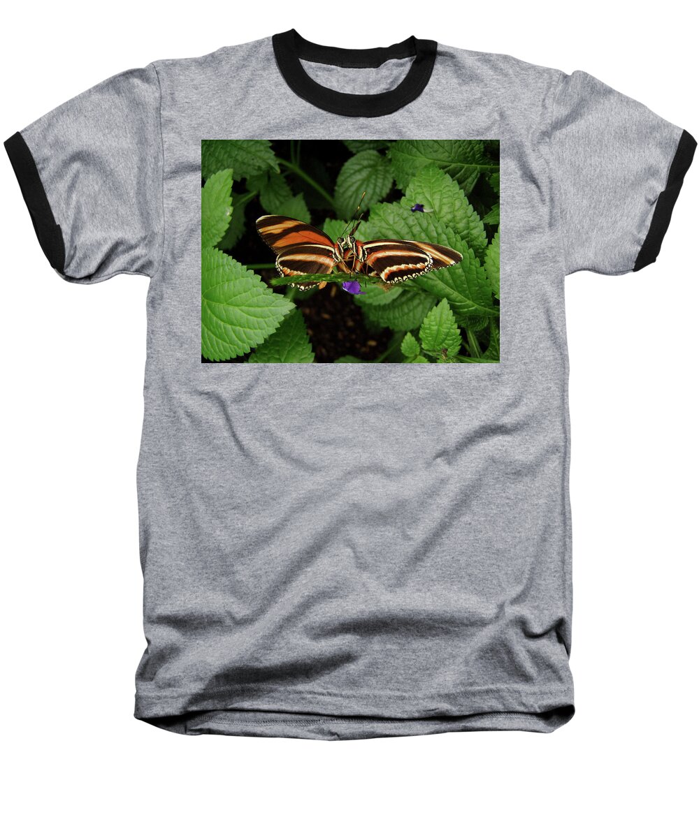 Butterflies Baseball T-Shirt featuring the photograph Love - Butterflies Kissing by Steven Myers