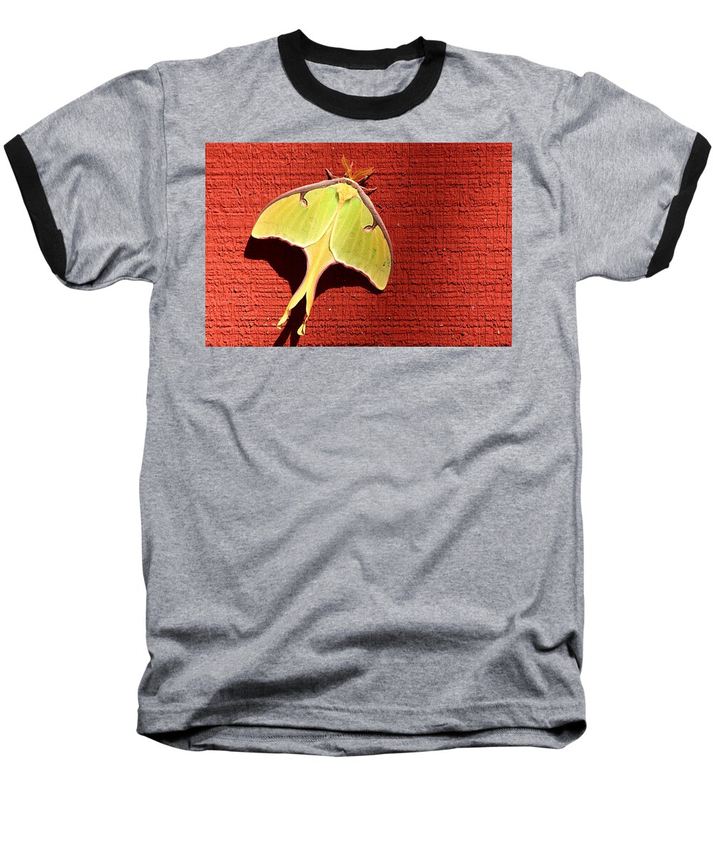 Nature Baseball T-Shirt featuring the photograph Luna Moth on Red Barn by Sheila Brown