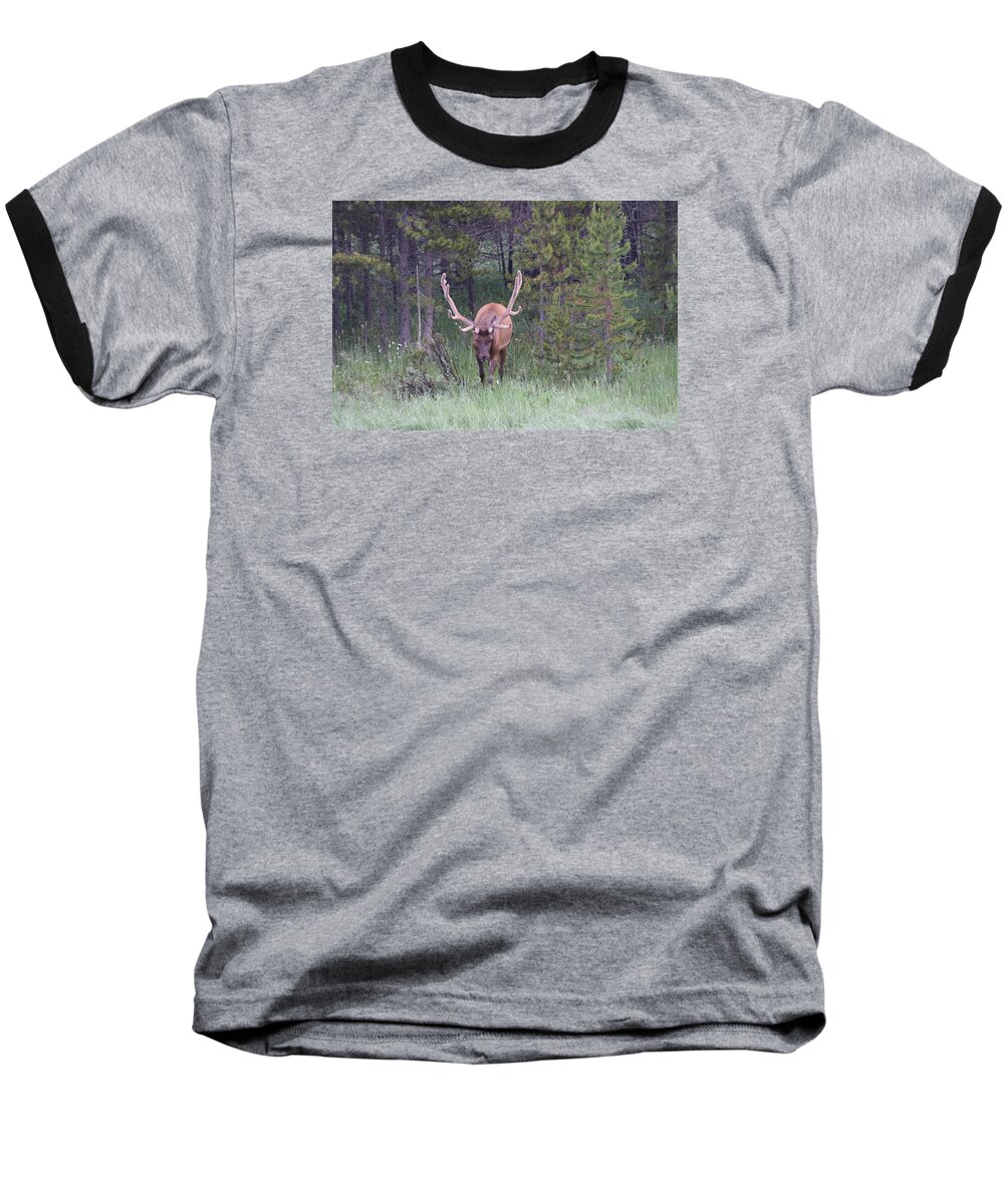 Animal Baseball T-Shirt featuring the photograph Bull Elk RMNP CO #2 by Margarethe Binkley